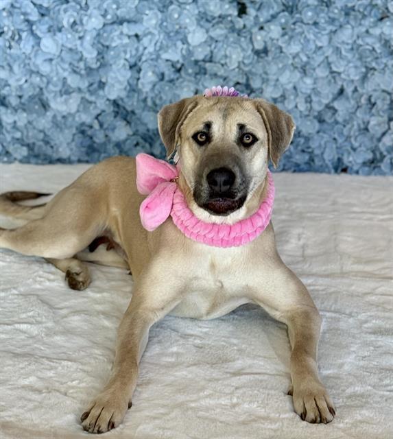 Enlarge CHAROLETTE, a Adoptable Mastiff in Auburn, CA image 1/1