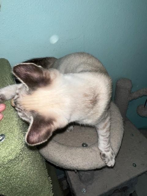 Enlarge Ames (Bonded to Gains, I will purr for all day- Russian Blue), a Adoptable mixed breed in Hanover , PA image 3/6