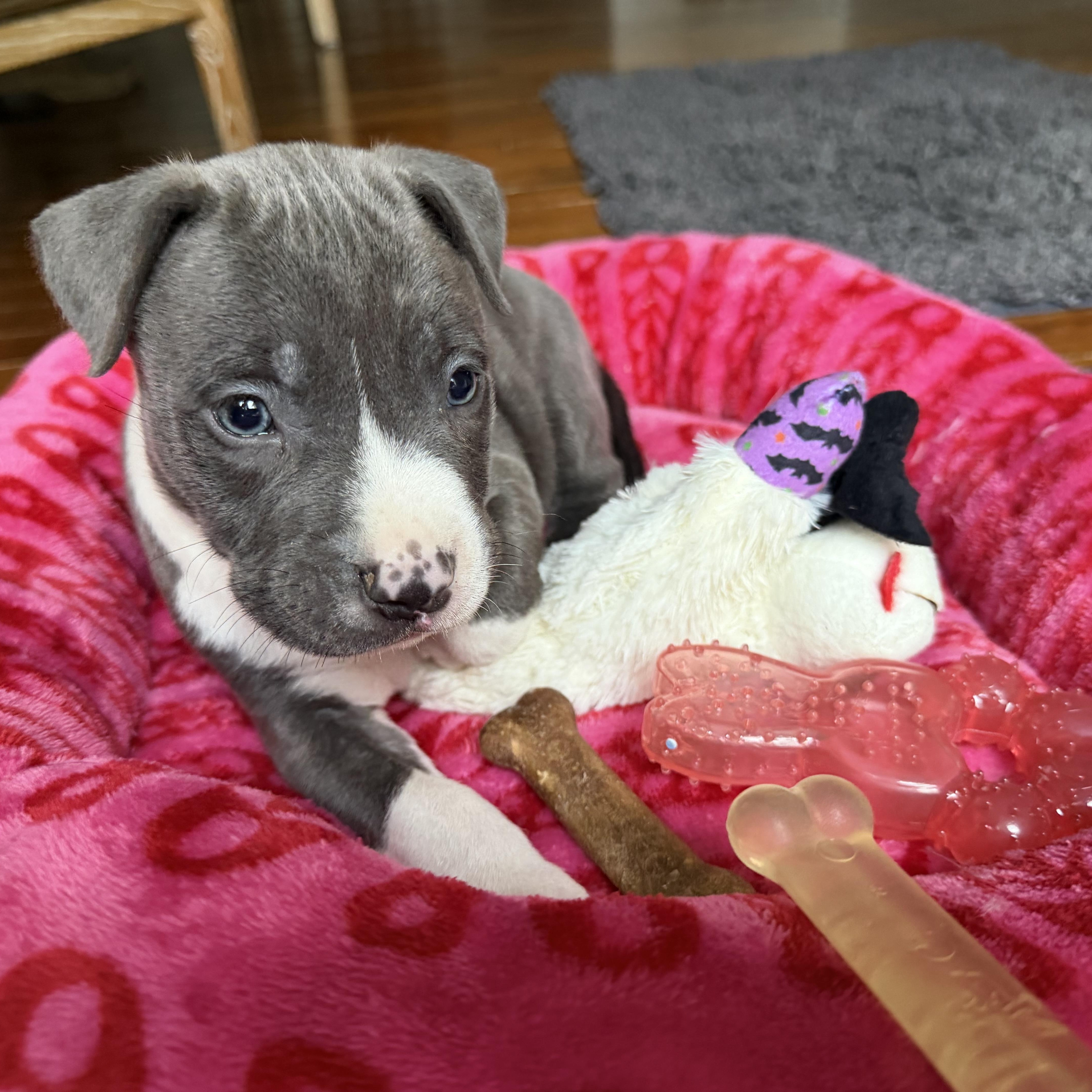 Enlarge Tomi, a Adopted mixed breed in Houston, TX image 6/6