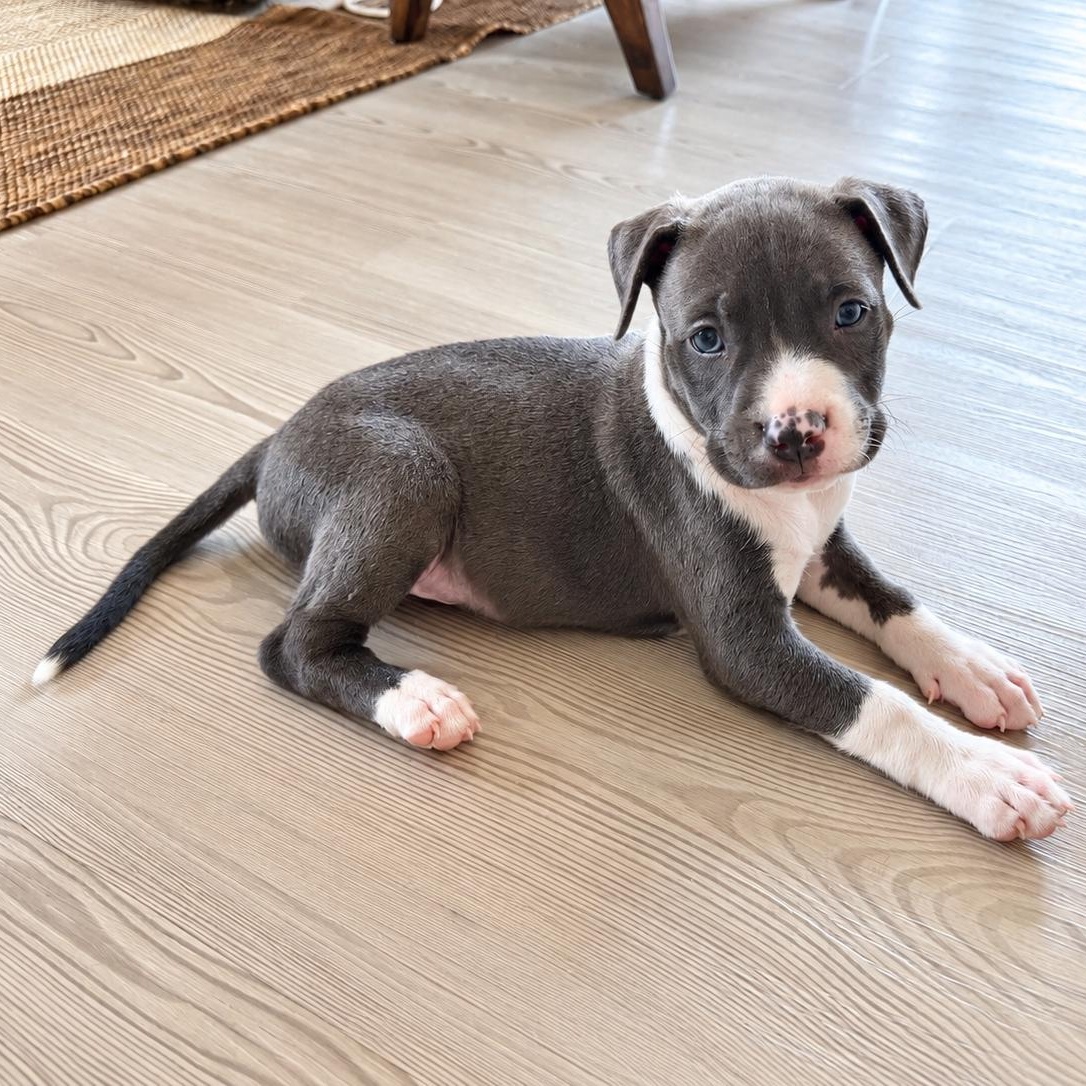 Enlarge Tomi, a Adopted mixed breed in Houston, TX image 2/6