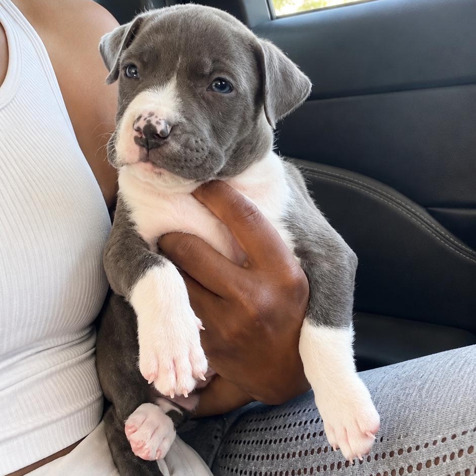 Enlarge Tomi, a Adopted mixed breed in Houston, TX image 5/6