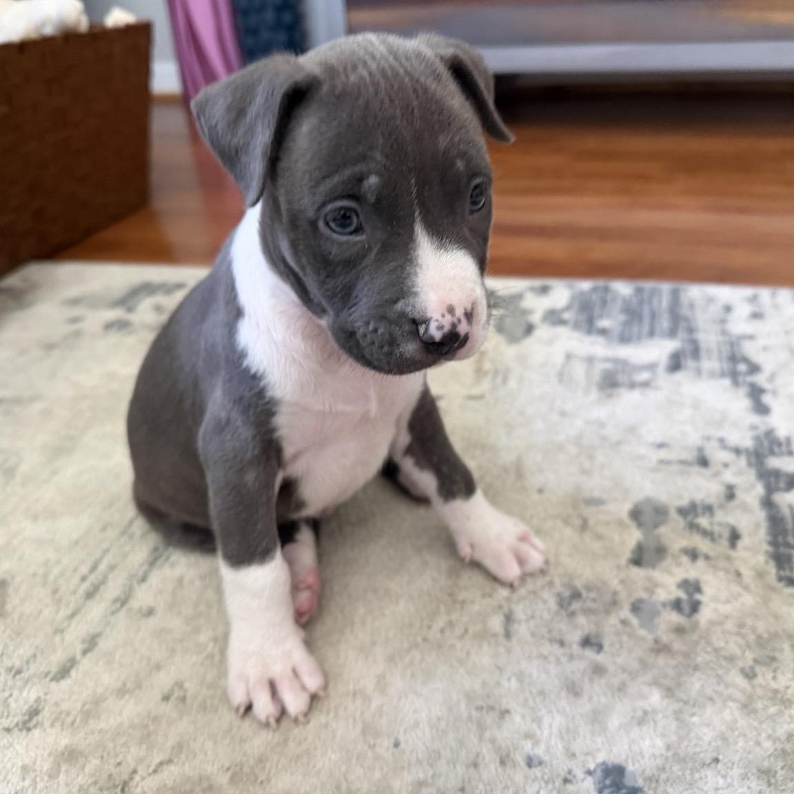 Enlarge Tomi, a Adopted mixed breed in Houston, TX image 4/6