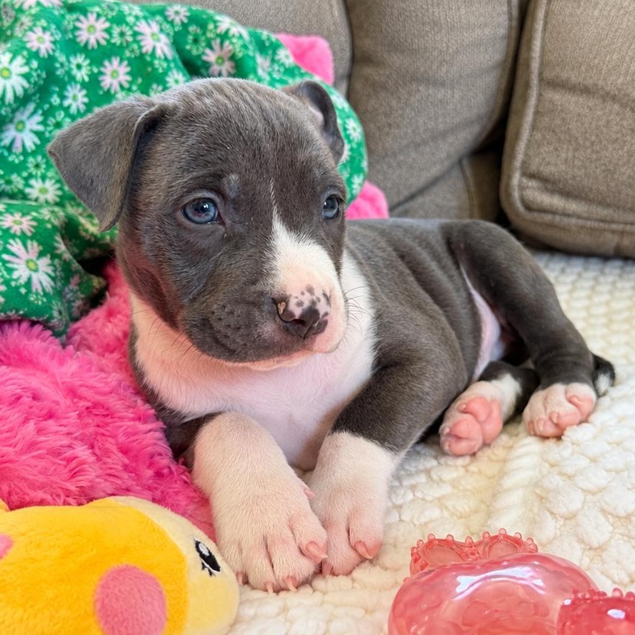 Tomi, Adopted, Puppy Male Pit Bull Terrier & American Staffordshire Terrier.