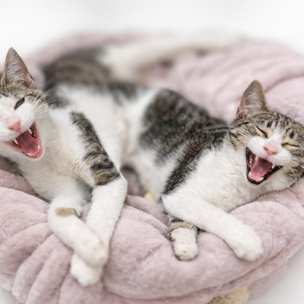 Leonardo — thumbnail 2