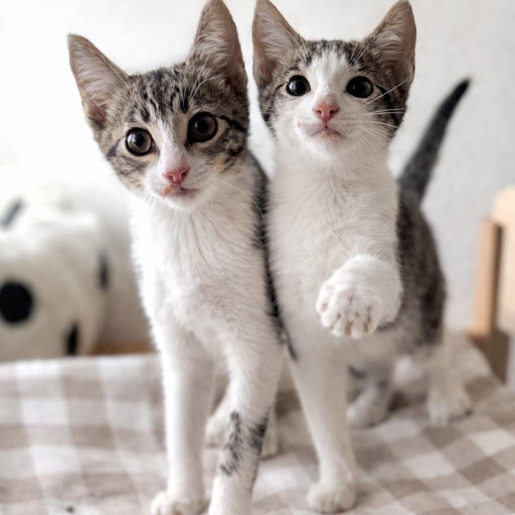 Leonardo — thumbnail 3