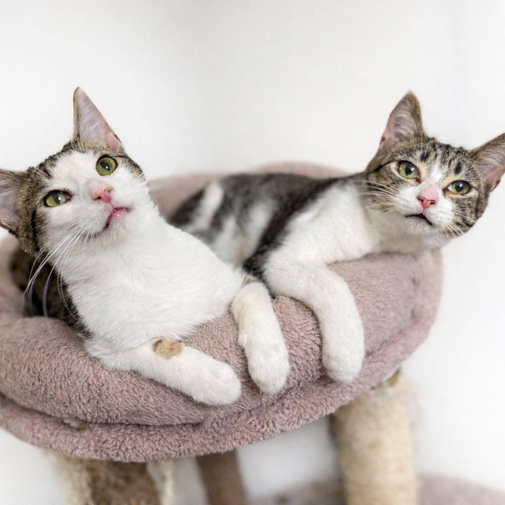 Leonardo — thumbnail 4