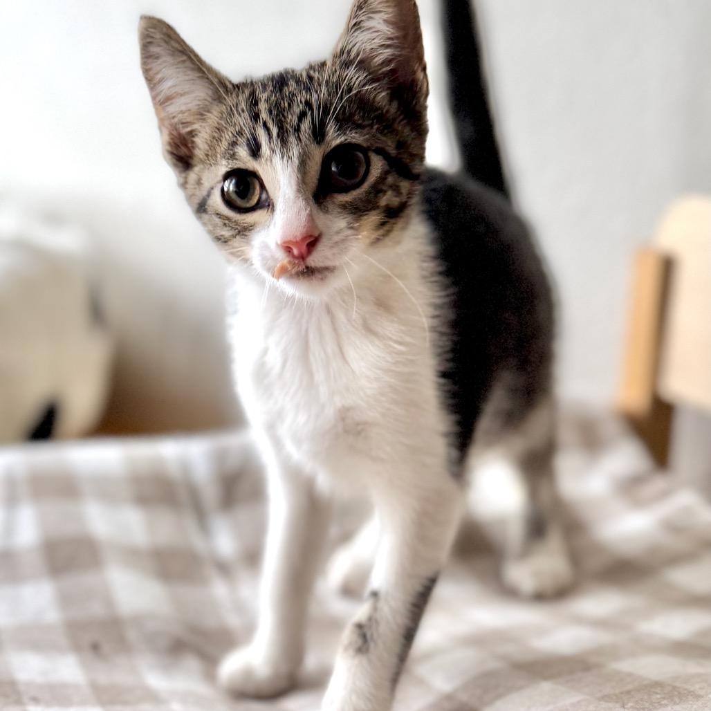 Enlarge Leonardo, a Adoptable Domestic Short Hair in Rochester, MN image 1/1