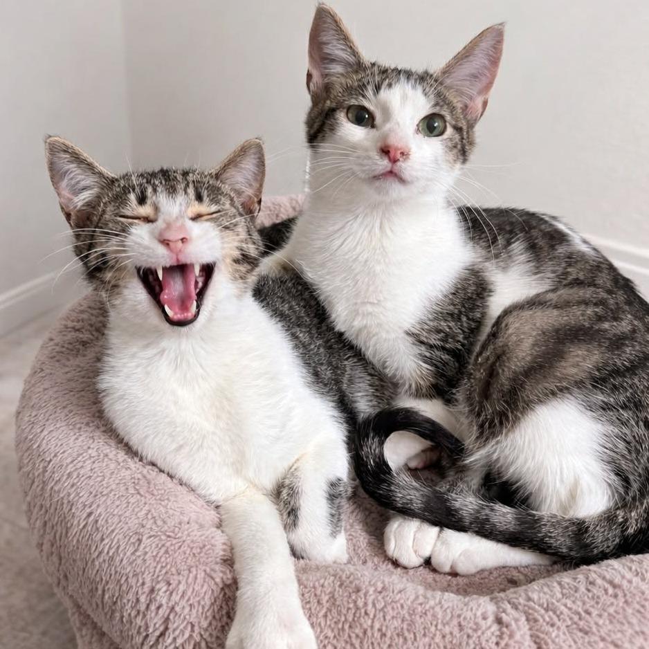 Leonardo — thumbnail 6