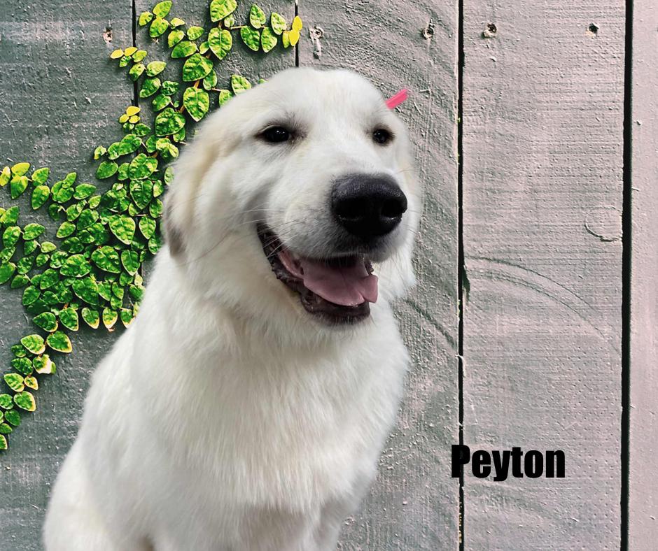 Enlarge Peyton, a Adopted Great Pyrenees in Marshville, NC image 1/3