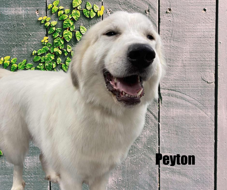 Enlarge Peyton, a Adopted Great Pyrenees in Marshville, NC image 2/3