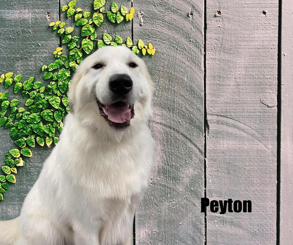 Enlarge Peyton, a Adopted Great Pyrenees in Marshville, NC image 3/3