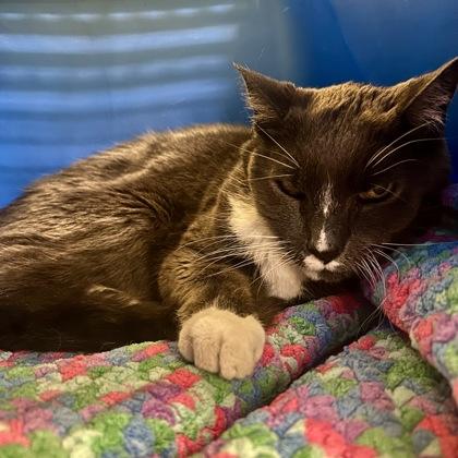 Teddy Bear, Adoptable, Adult Male Domestic Short Hair & Domestic Short Hair.