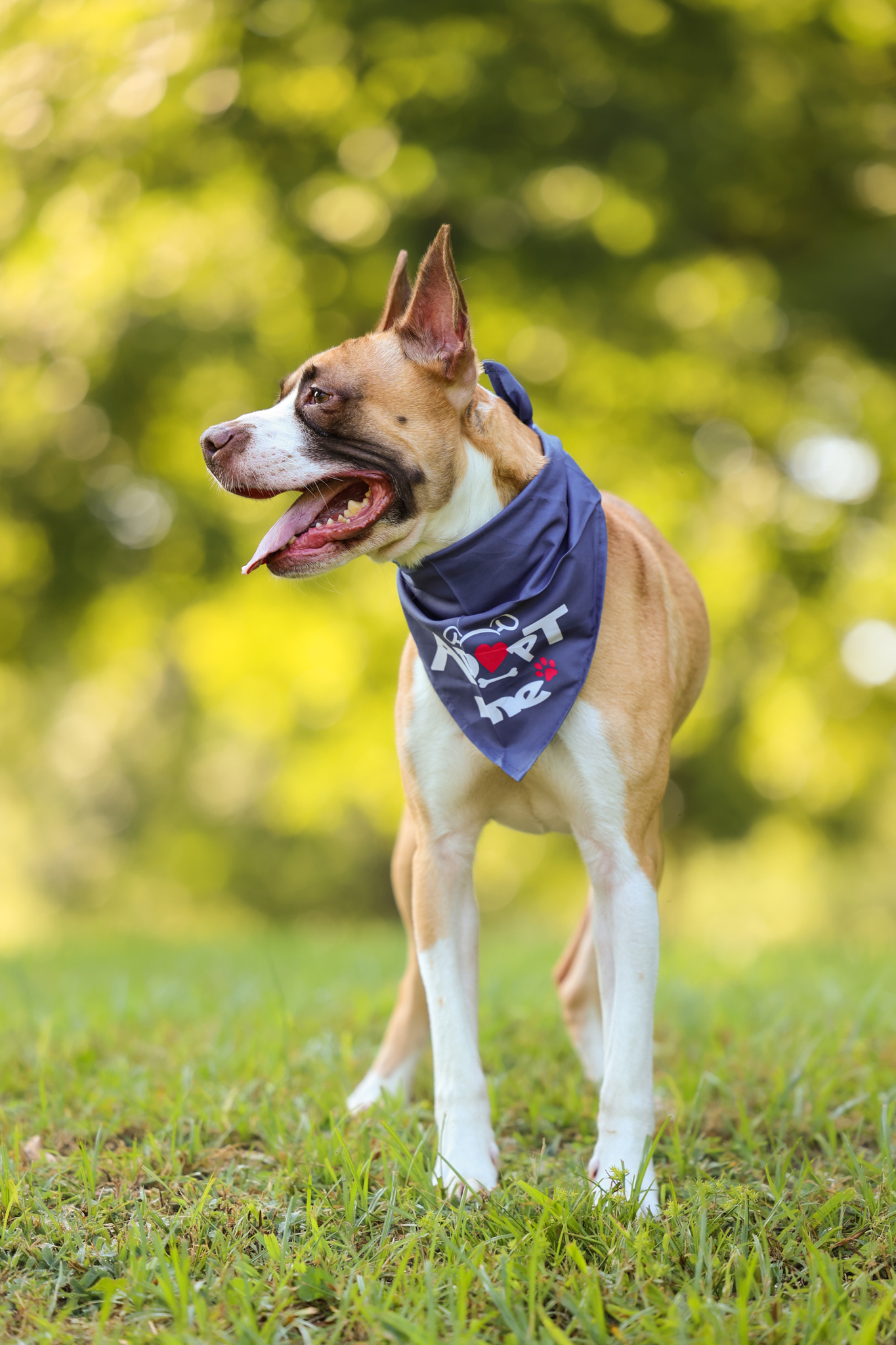 Enlarge Bean, a Adoptable mixed breed in Sanford, NC image 8/10