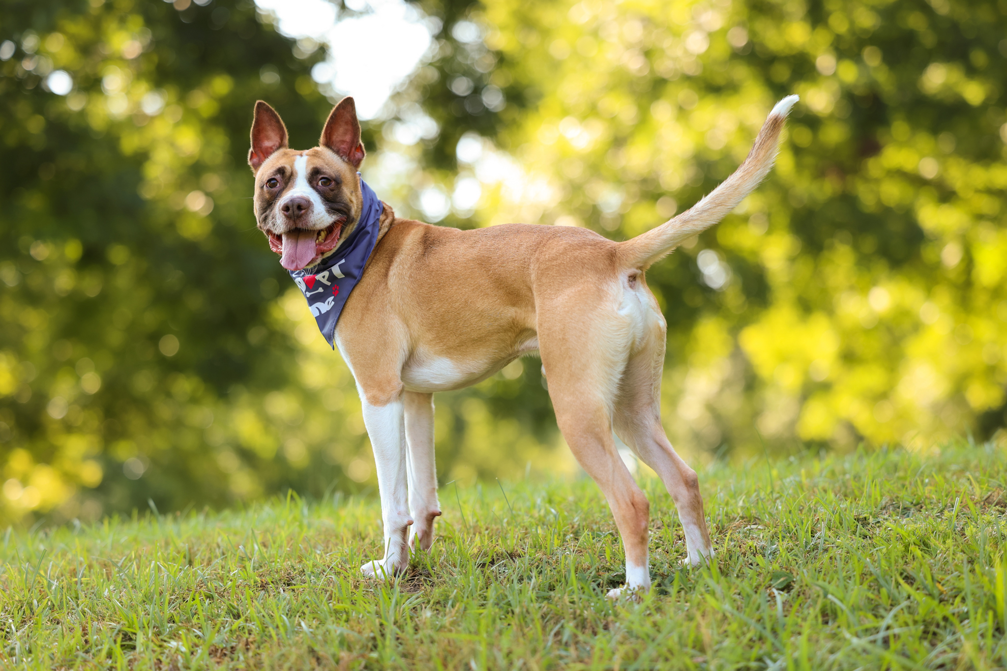 Enlarge Bean, a Adoptable mixed breed in Sanford, NC image 9/10