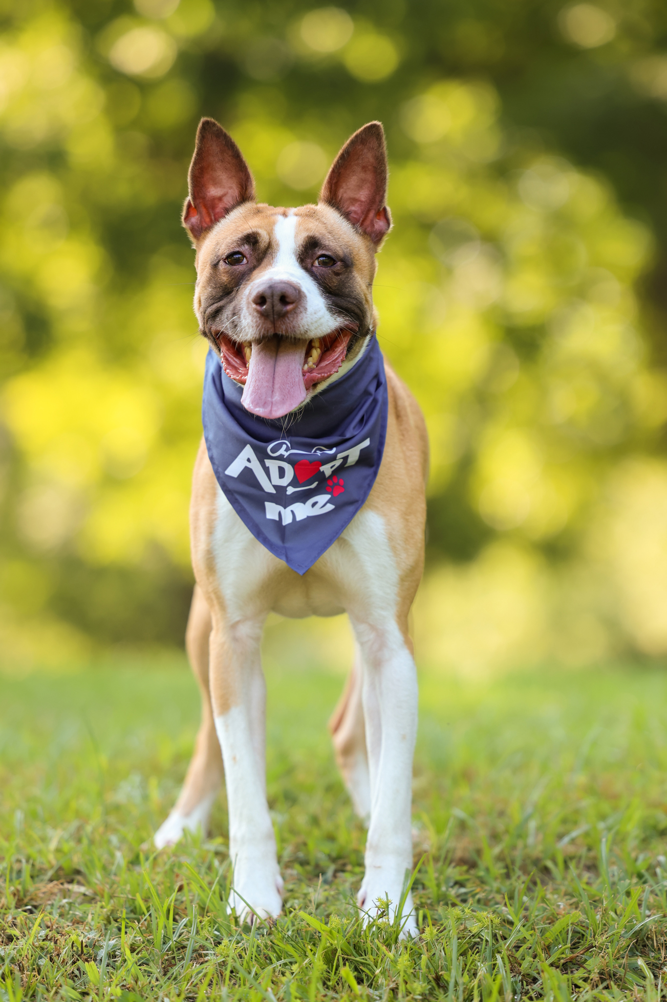 Bean, a Adoptable mixed breed in Sanford, NC image 1/10