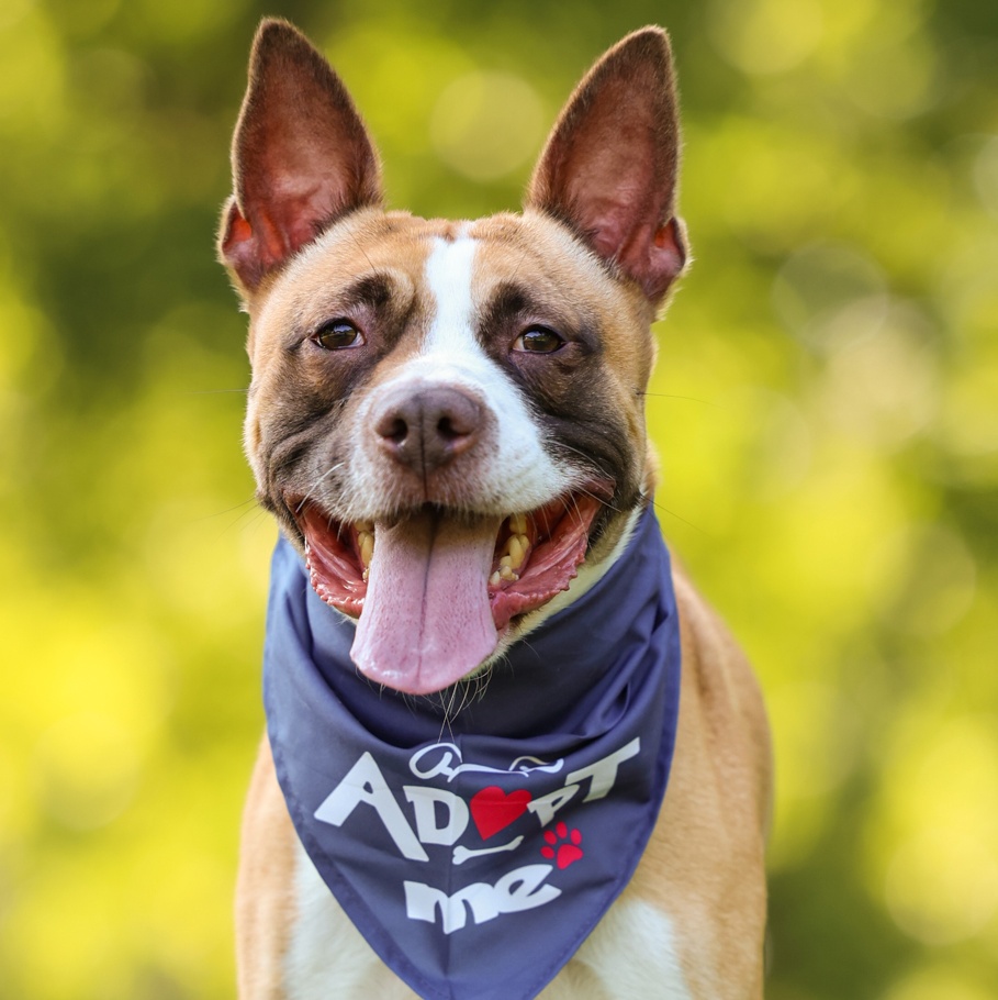 Enlarge Bean, a Adoptable mixed breed in Sanford, NC image 1/6