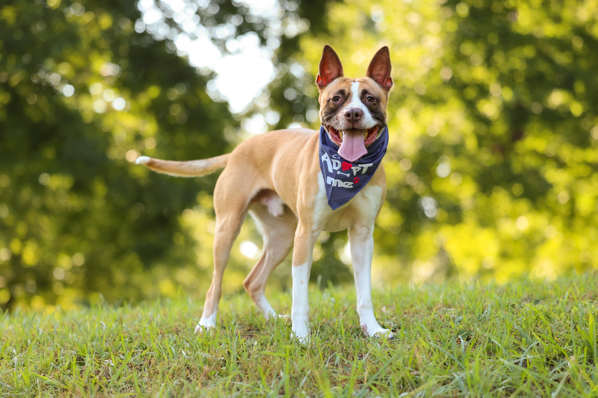 Bean, Adoptable, Adult Male American Staffordshire Terrier & Shepherd.