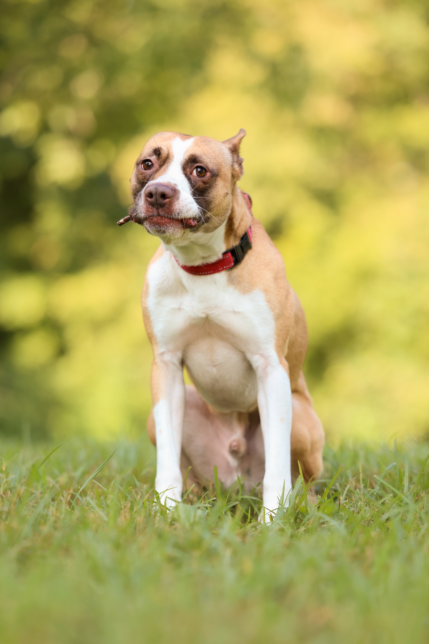 Bean, a Adoptable mixed breed in Sanford, NC image 2/10