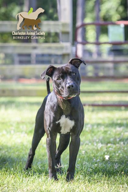 06488b Justin, Adoptable, Adult Male American Staffordshire Terrier & Mixed Breed.