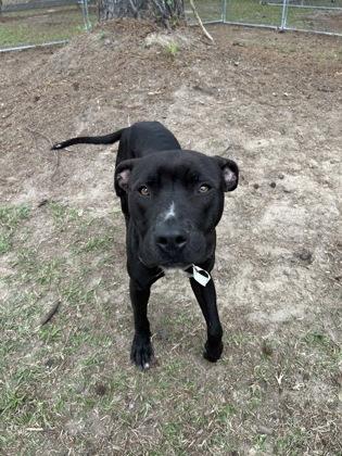 Enlarge 06488b Justin, a Adoptable mixed breed in North Charleston, SC image 2/3