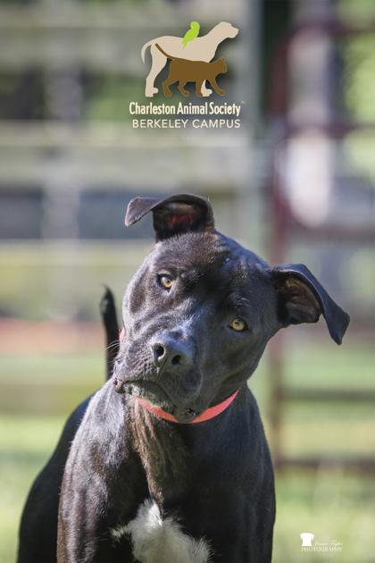 Enlarge 06488b Justin, a Adoptable mixed breed in North Charleston, SC image 3/3