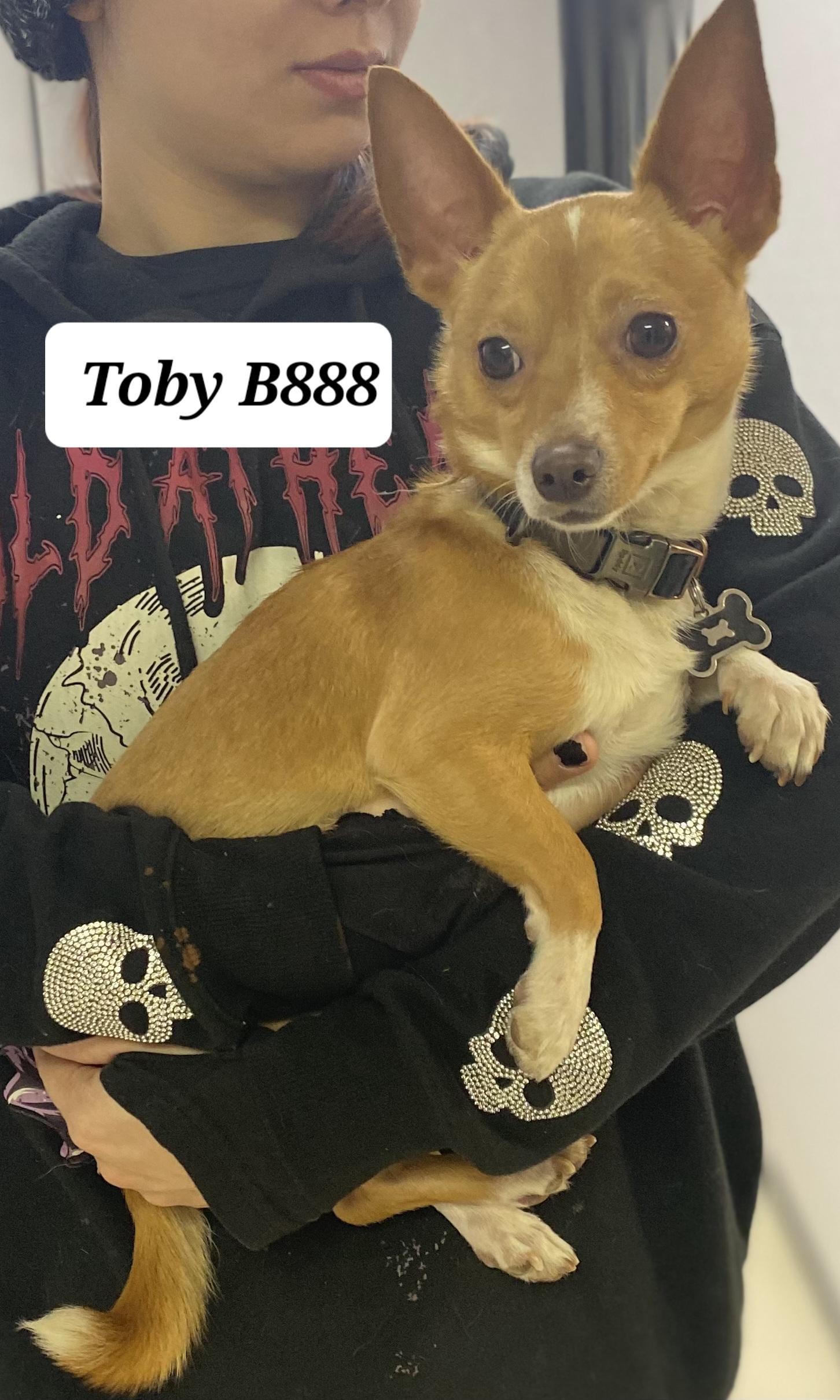 Tobby, ADOPTABLE, Adult Male Chihuahua.