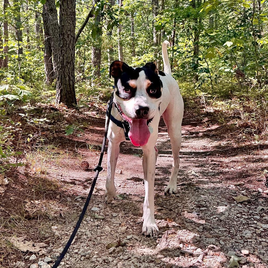 Scrappy Boy, Adoptable, Adult Male Mixed Breed.