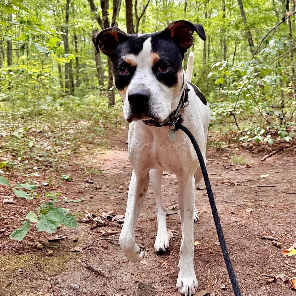 Enlarge Scrappy Boy, a Adoptable Mixed Breed in Kennebunk, ME image 2/6