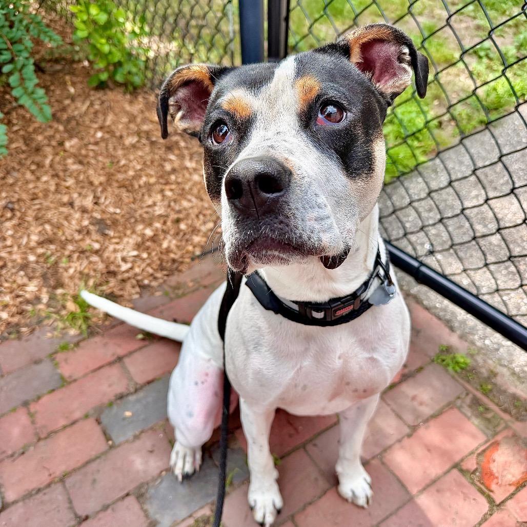 Enlarge Scrappy Boy, a Adoptable Mixed Breed in Kennebunk, ME image 3/6