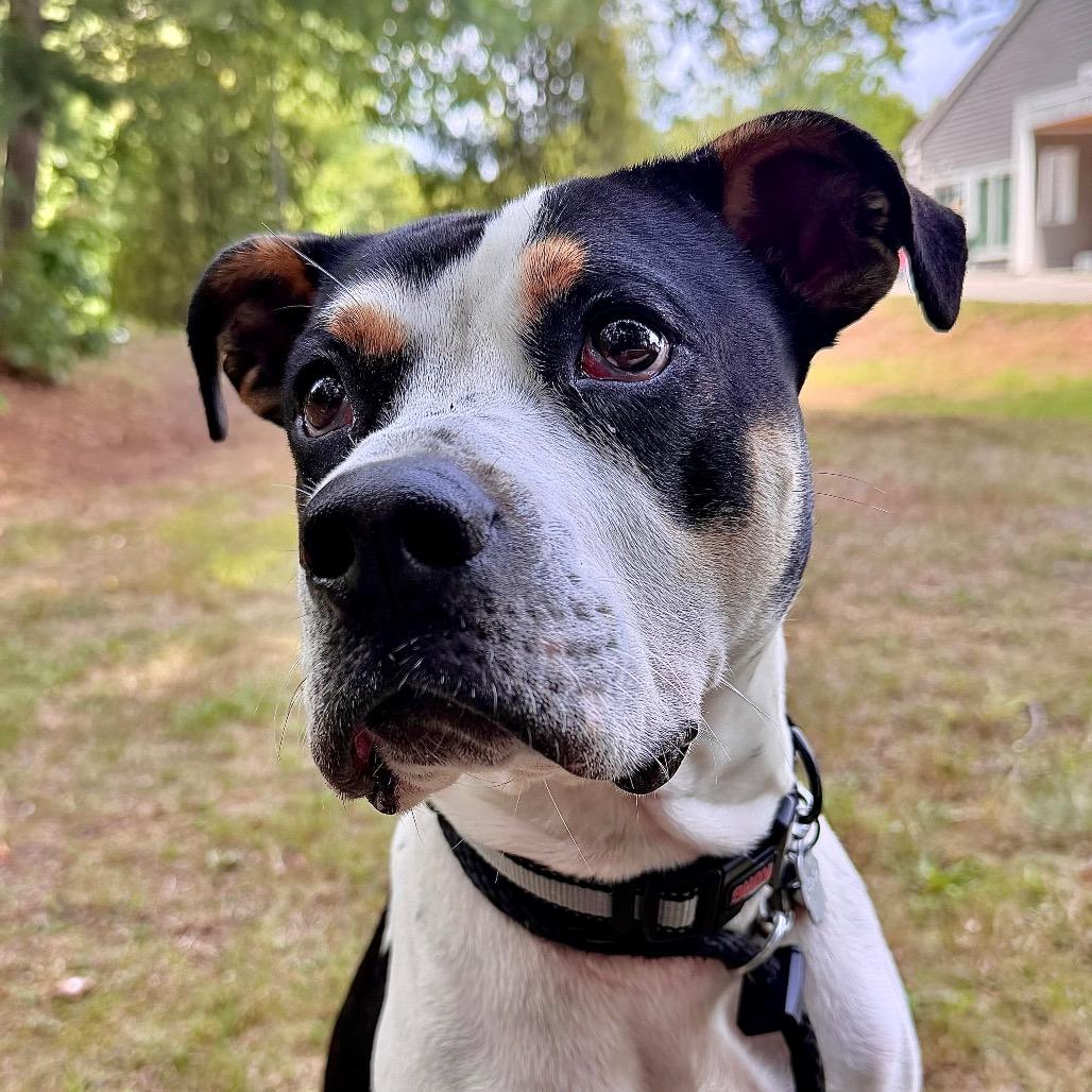 Enlarge Scrappy Boy, a Adoptable Mixed Breed in Kennebunk, ME image 4/6
