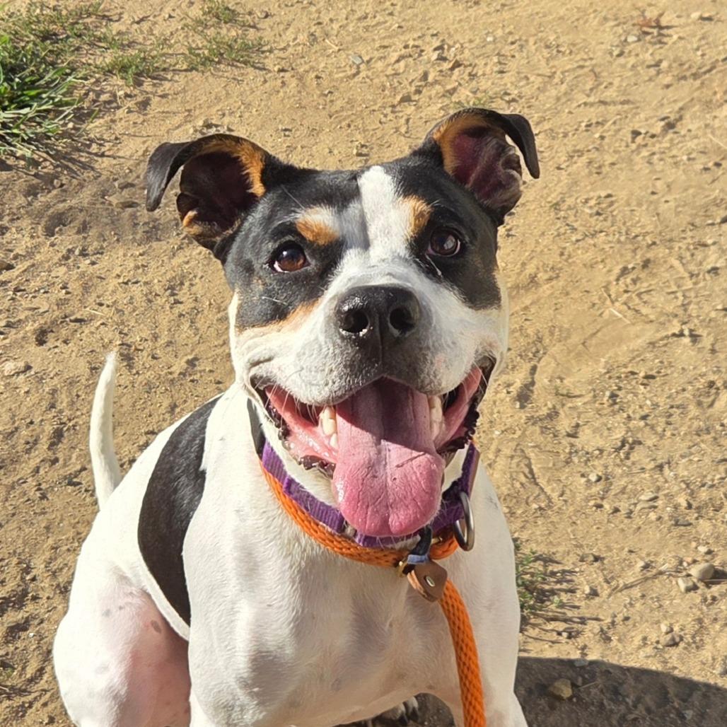 Enlarge Scrappy Boy, a Adoptable Mixed Breed in Kennebunk, ME image 5/6