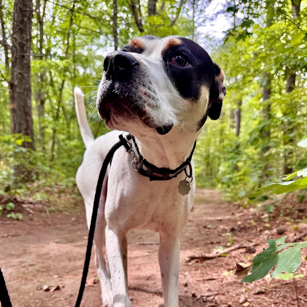 Enlarge Scrappy Boy, a Adoptable Mixed Breed in Kennebunk, ME image 6/6