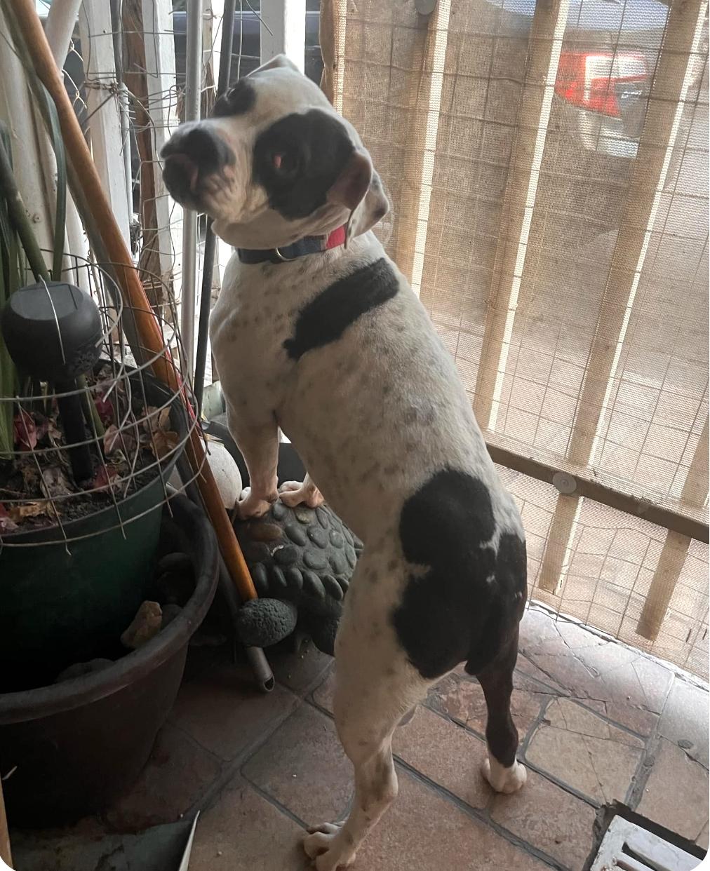 Chato (16), an adoptable Pit Bull Terrier in Mexicali, BCN, 21280 | Photo Image 3