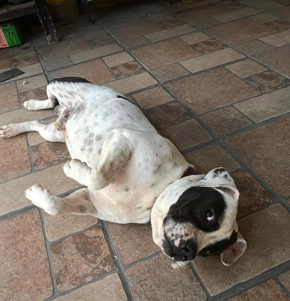Chato (16), an adoptable Pit Bull Terrier in Mexicali, BCN, 21280 | Photo Image 1