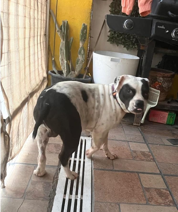 Chato (16) — thumbnail 3