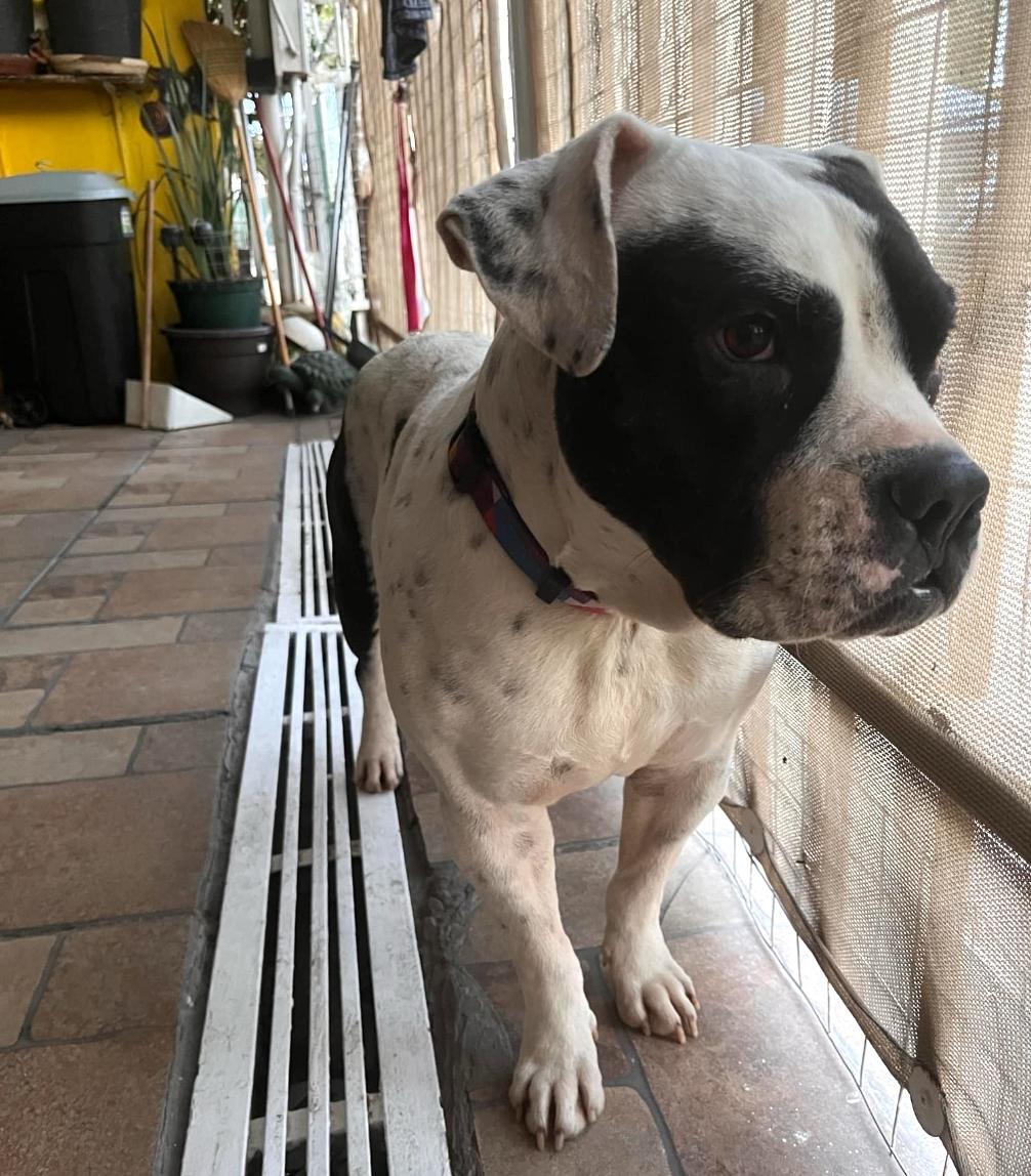 Chato (16), an adoptable Pit Bull Terrier in Mexicali, BCN, 21280 | Photo Image 2