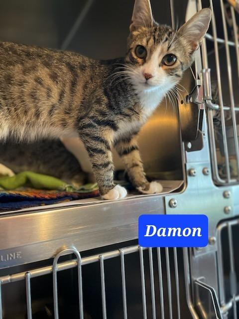 DAMON, a Adoptable mixed breed in Marianna, FL image 1/2