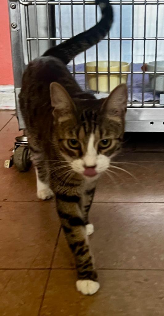 DAMON, a Adoptable mixed breed in Marianna, FL image 2/2