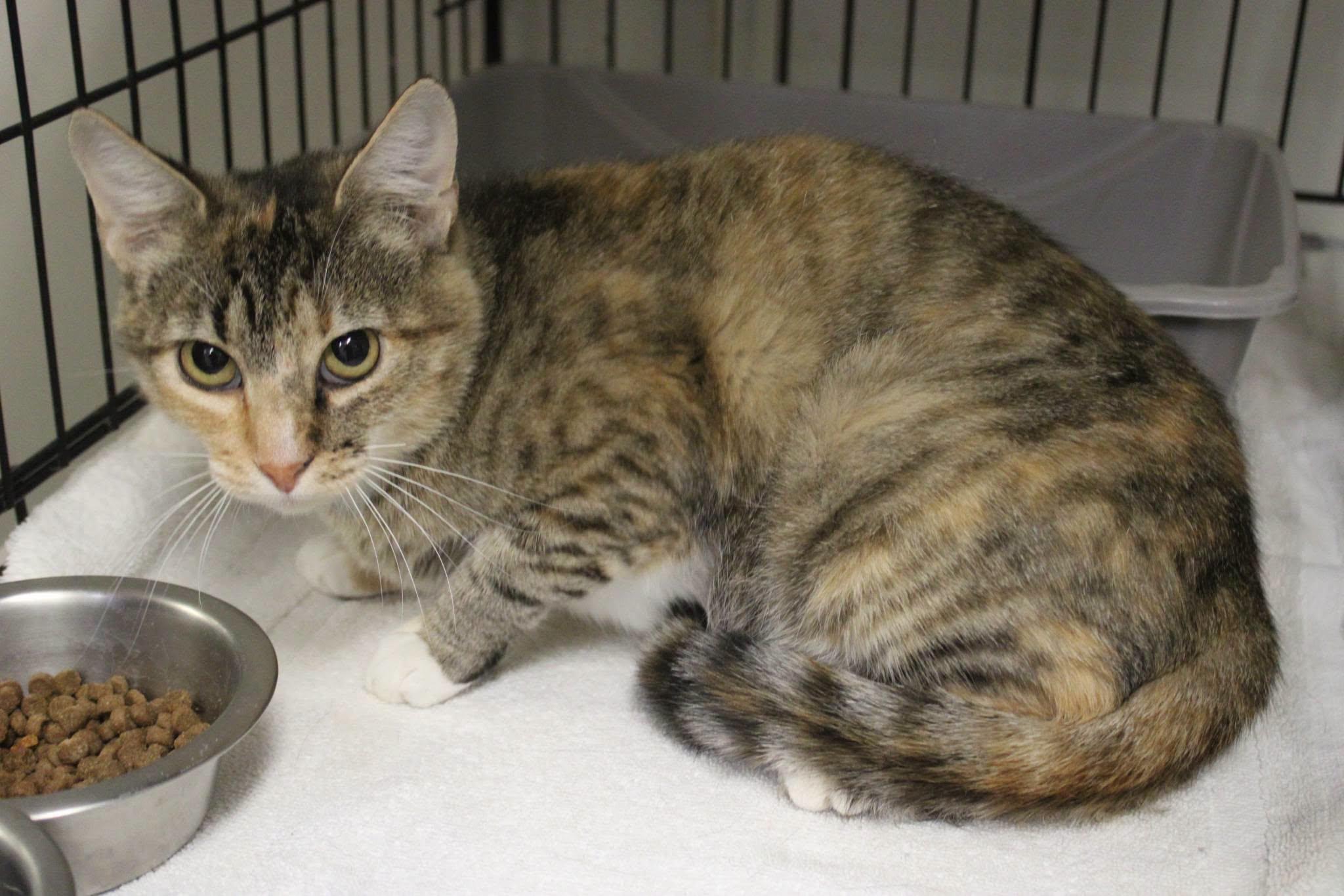 Enlarge Tabatha, a Adoptable Domestic Short Hair in Weaverville, CA image 2/2