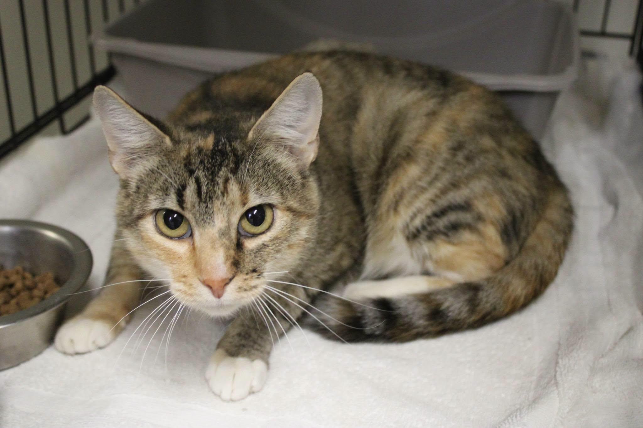 Tabatha, Adoptable, Adult Female Domestic Short Hair.