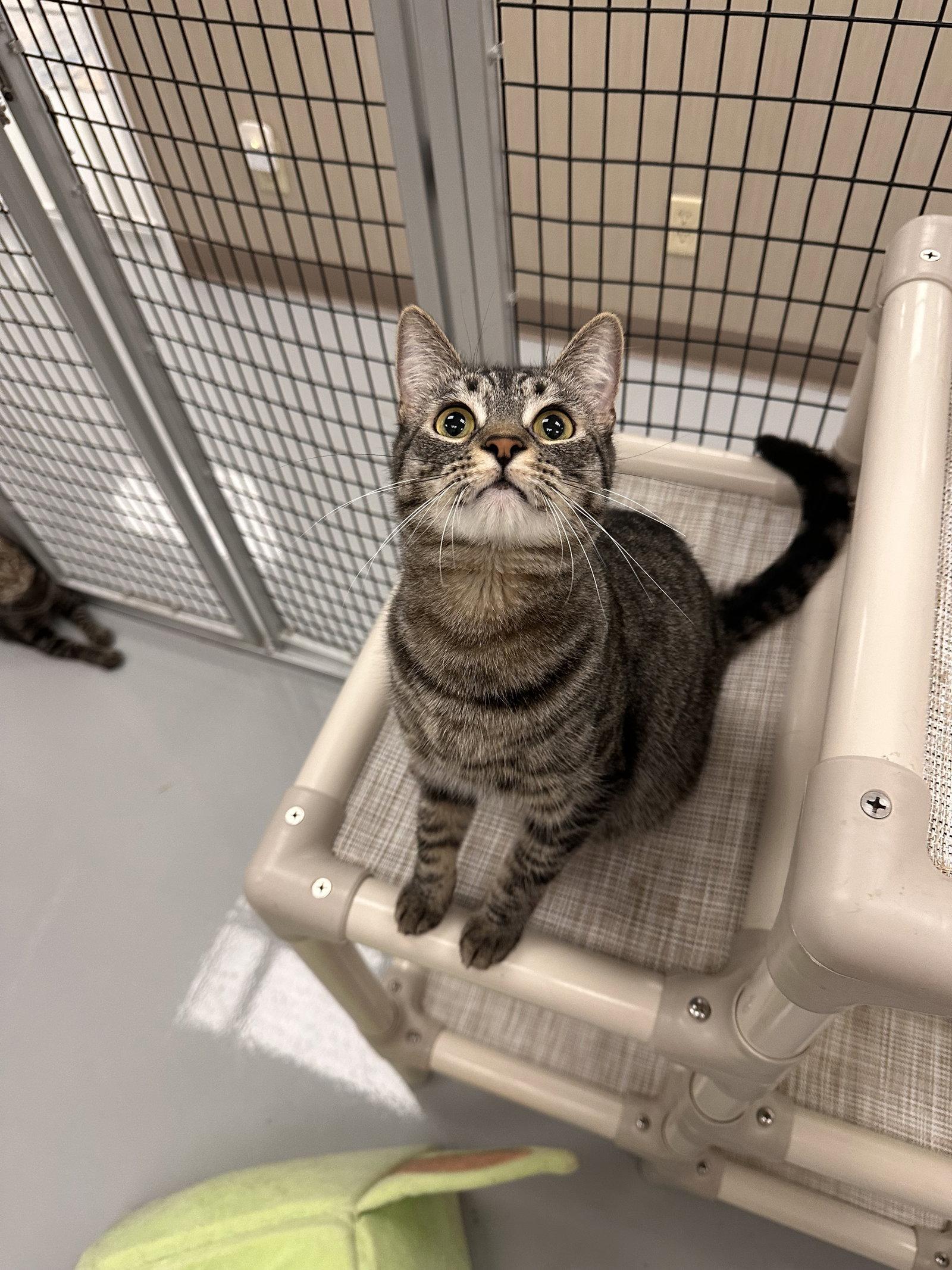 Boo, Adoptable, Adult Female Domestic Short Hair.