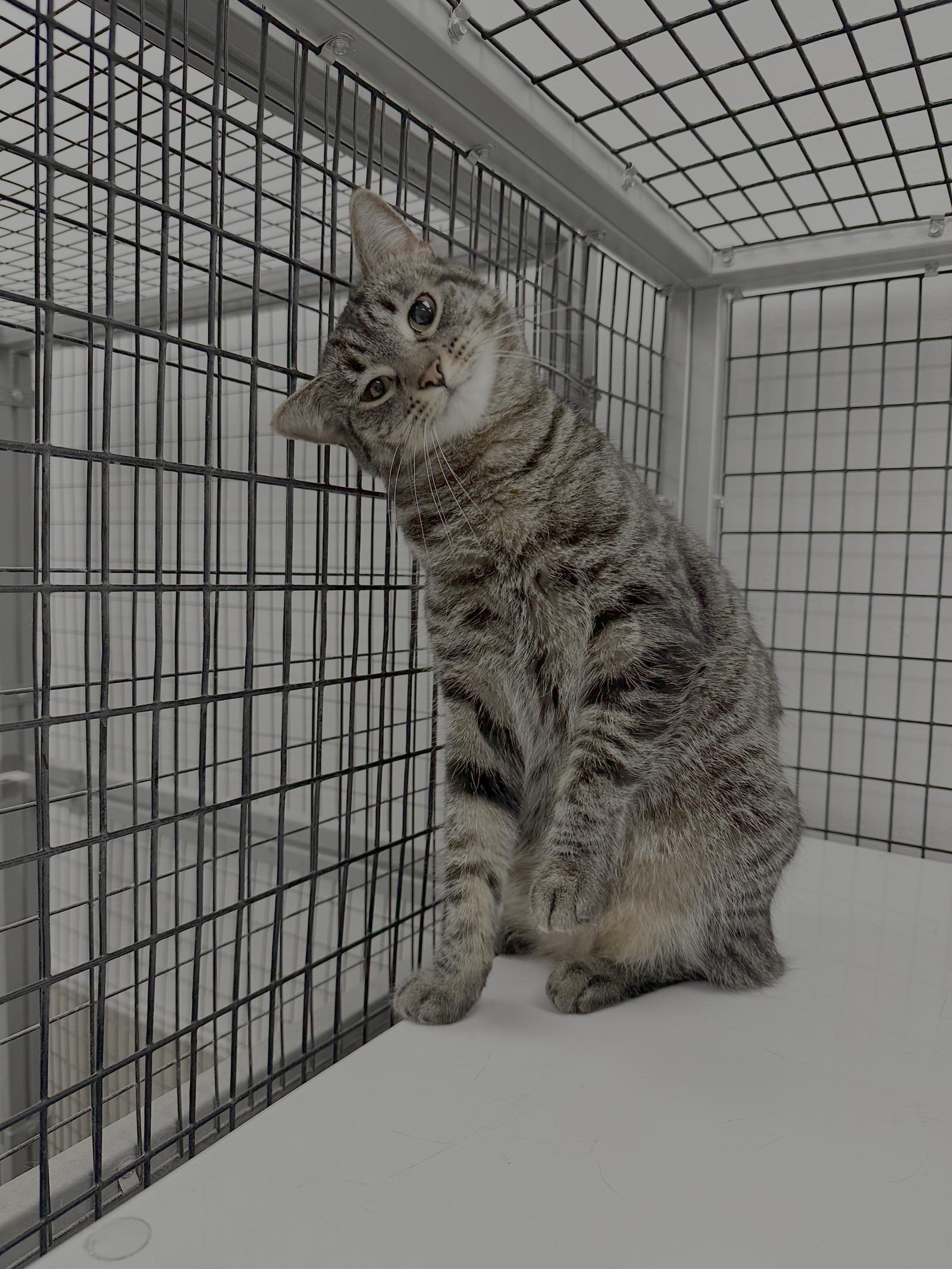 Enlarge Boo, a Adoptable Domestic Short Hair in West Hills, CA image 2/3