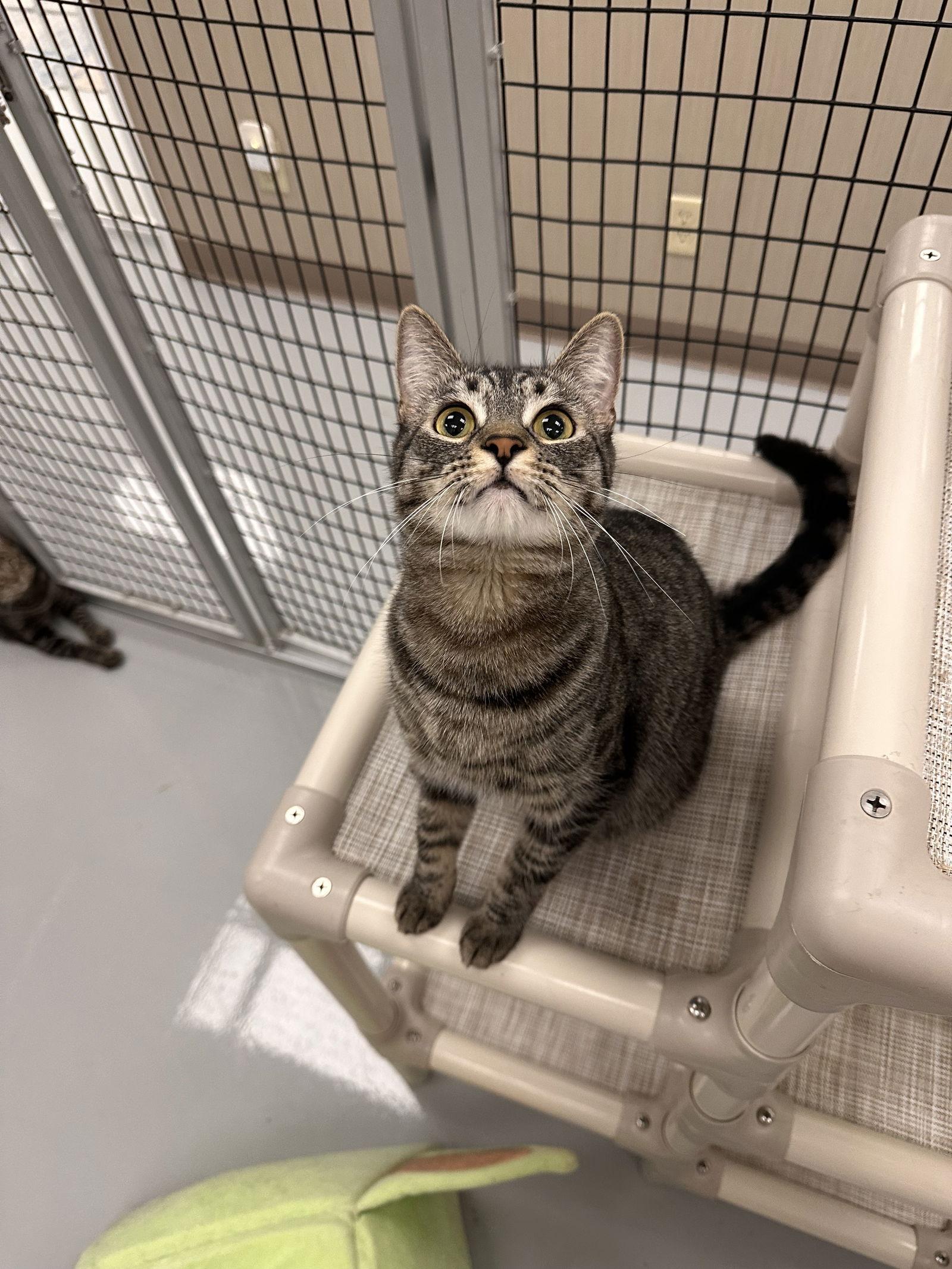 Boo, Adoptable, Adult Female Domestic Short Hair.