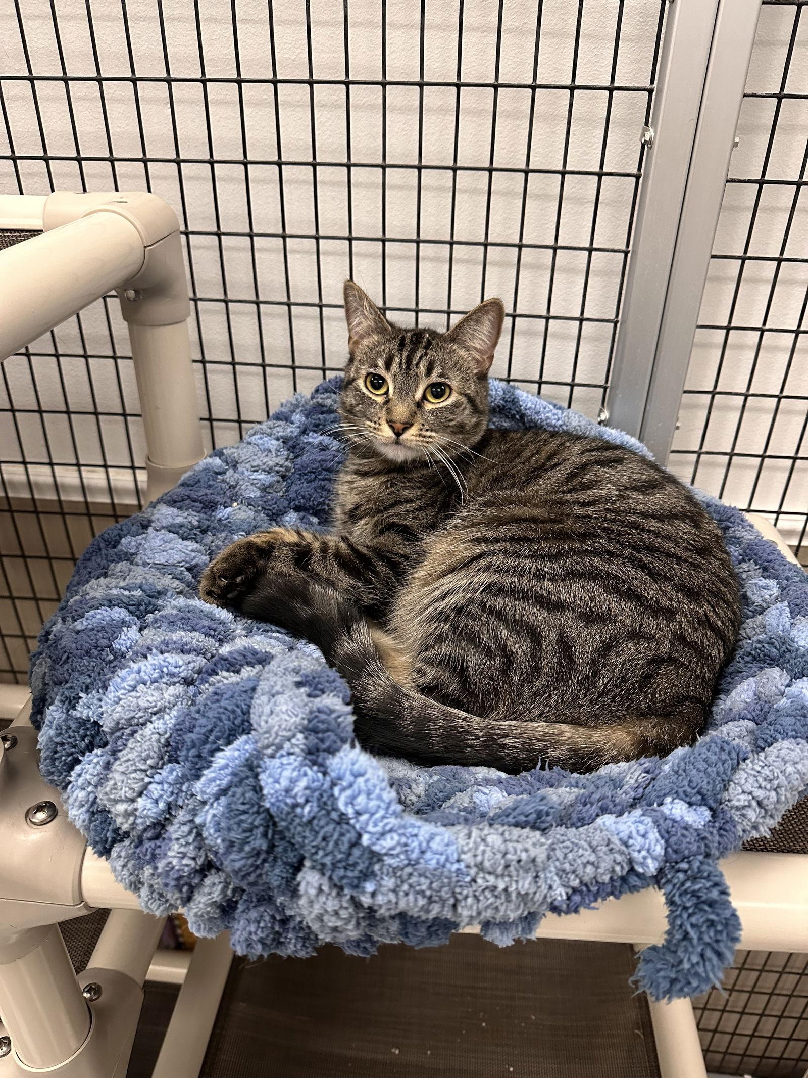 Enlarge Boo, a Adoptable Domestic Short Hair in West Hills, CA image 2/2