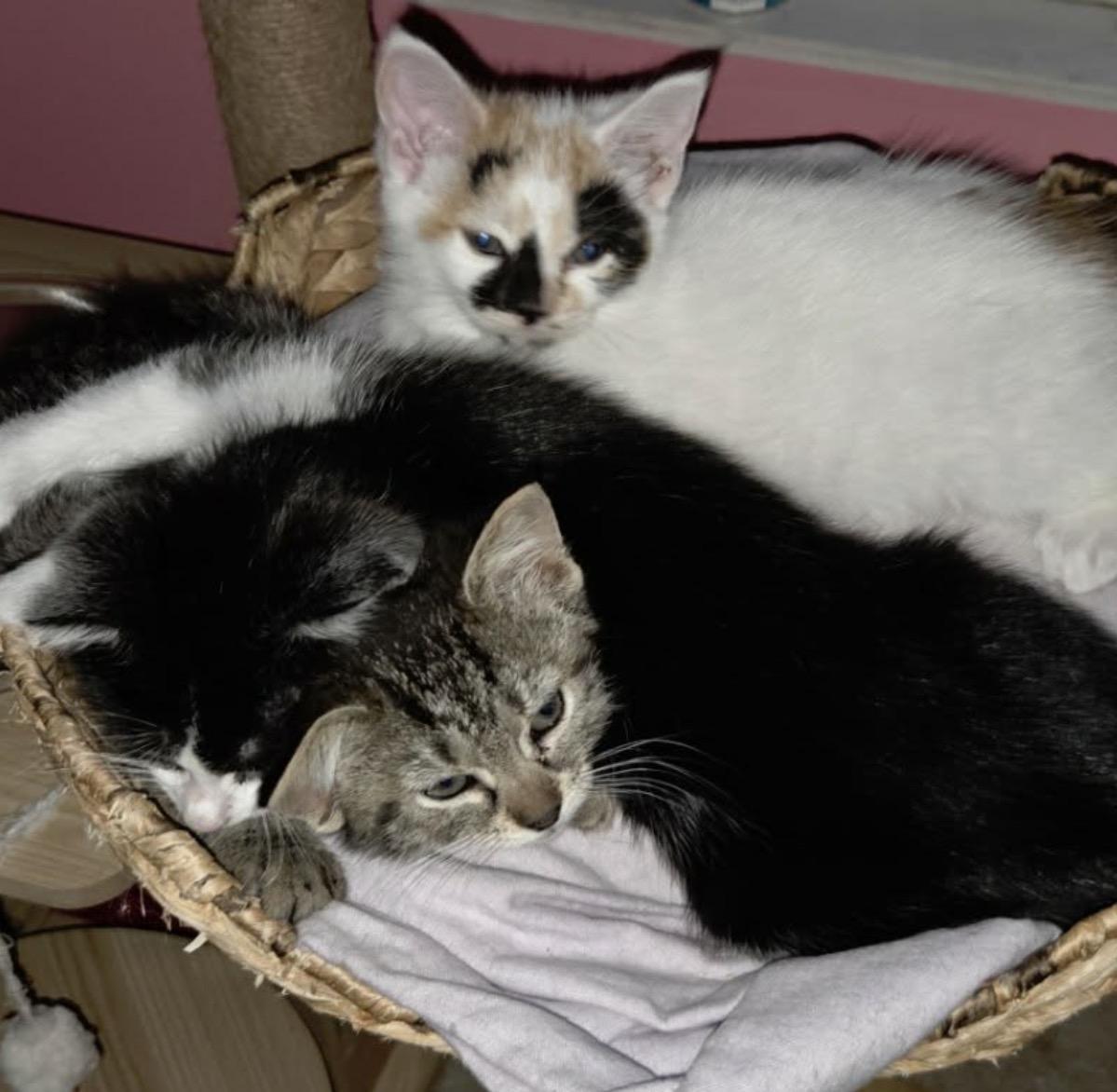 Spoon, an adopted Domestic Short Hair in Maineville, OH image 2/2
