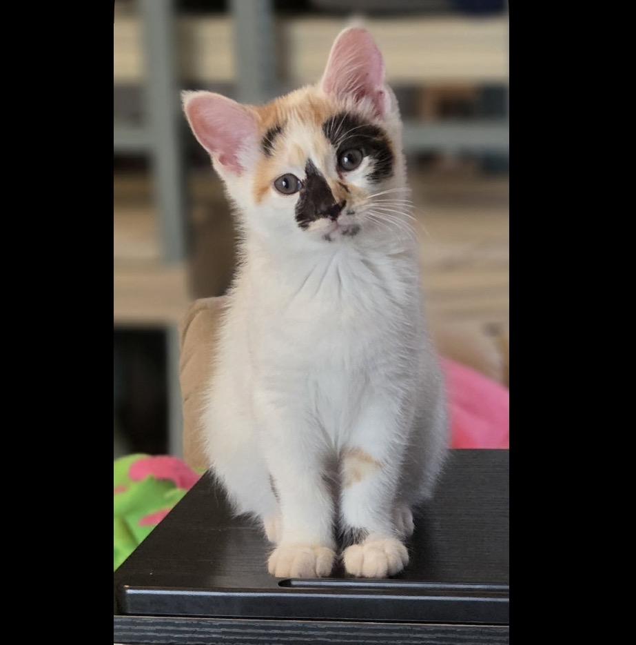 Spoon, adopted, Kitten Female Domestic Short Hair.