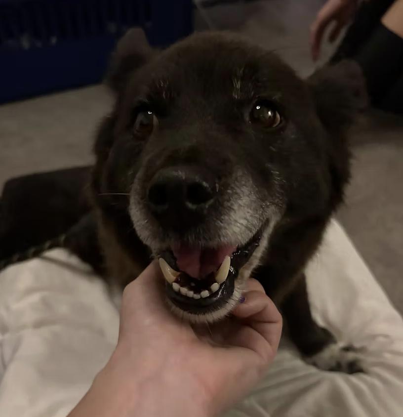 Burrito, Adoptable, Senior Male Corgi & Chihuahua.