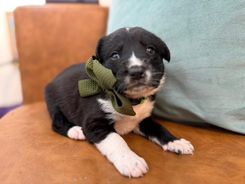 Maggie Happy Baby — thumbnail 2