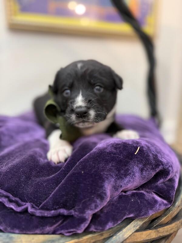 Maggie Happy Baby — thumbnail 4