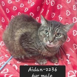 Enlarge Aidan, a Adoptable mixed breed in New Tazewell, TN image 1/1